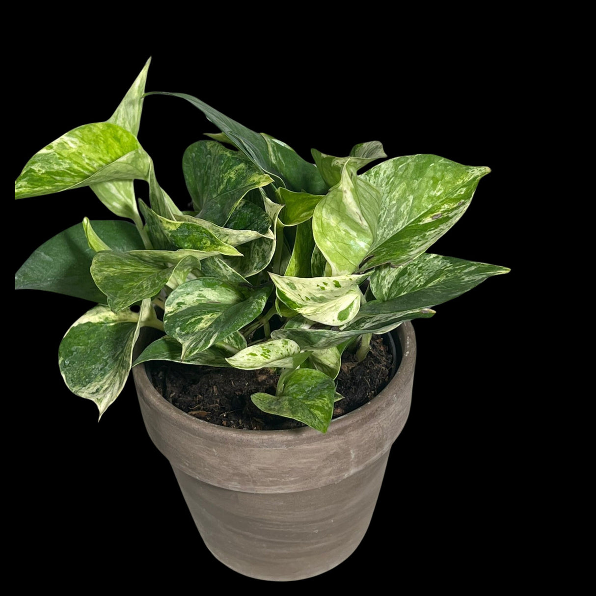 Marble Queen Pothos in a 3" Nursery Pot - Epipremnum aureum 'Marble Queen' - Variegated Pothos -  Similar PLANT as the pictures