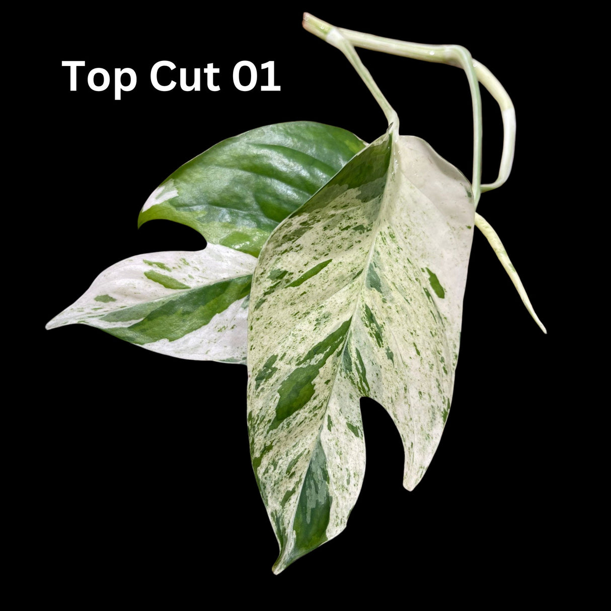 Epipremnum Pinnatum Marble Variegated - Very high variegation plant - SAME PLANT - USA Seller Premium Leaf Cutting