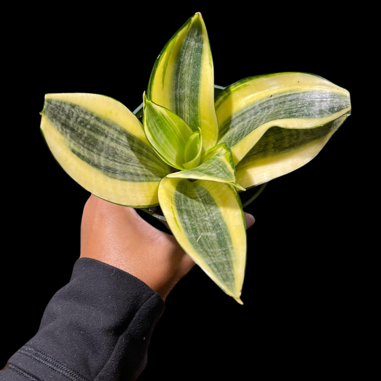 Rare Sansevieria Gold Star in 3” pot - Mini Snake Plant- Live Houseplant - Air Purifying Plant - Yellow Snake Plant