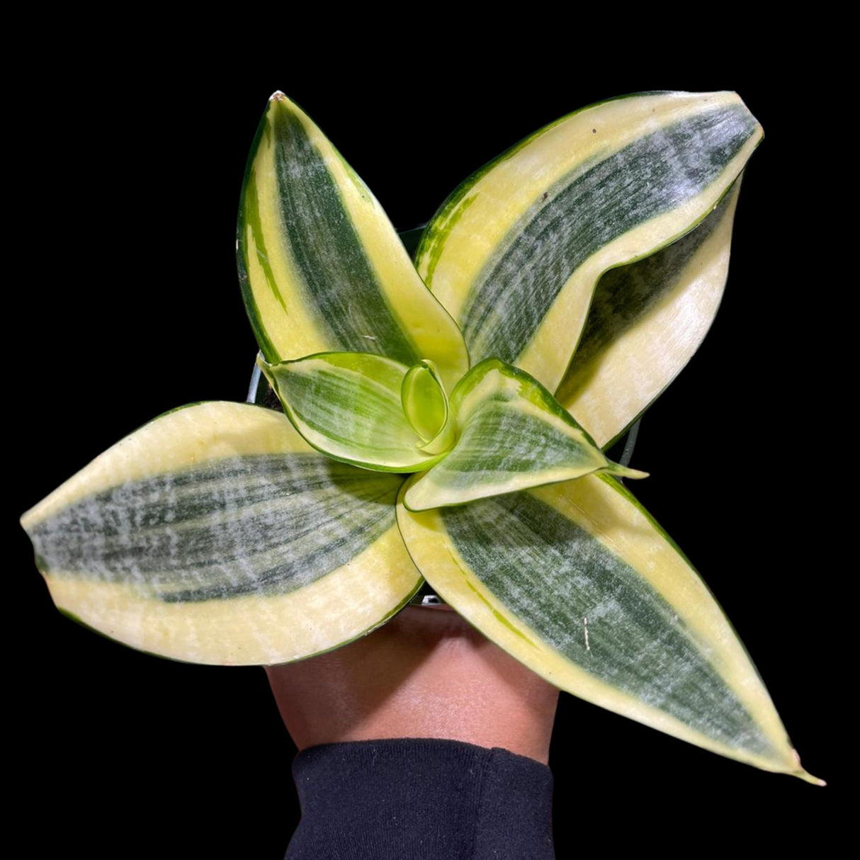 Rare Sansevieria Gold Star in 3” pot - Mini Snake Plant- Live Houseplant - Air Purifying Plant - Yellow Snake Plant