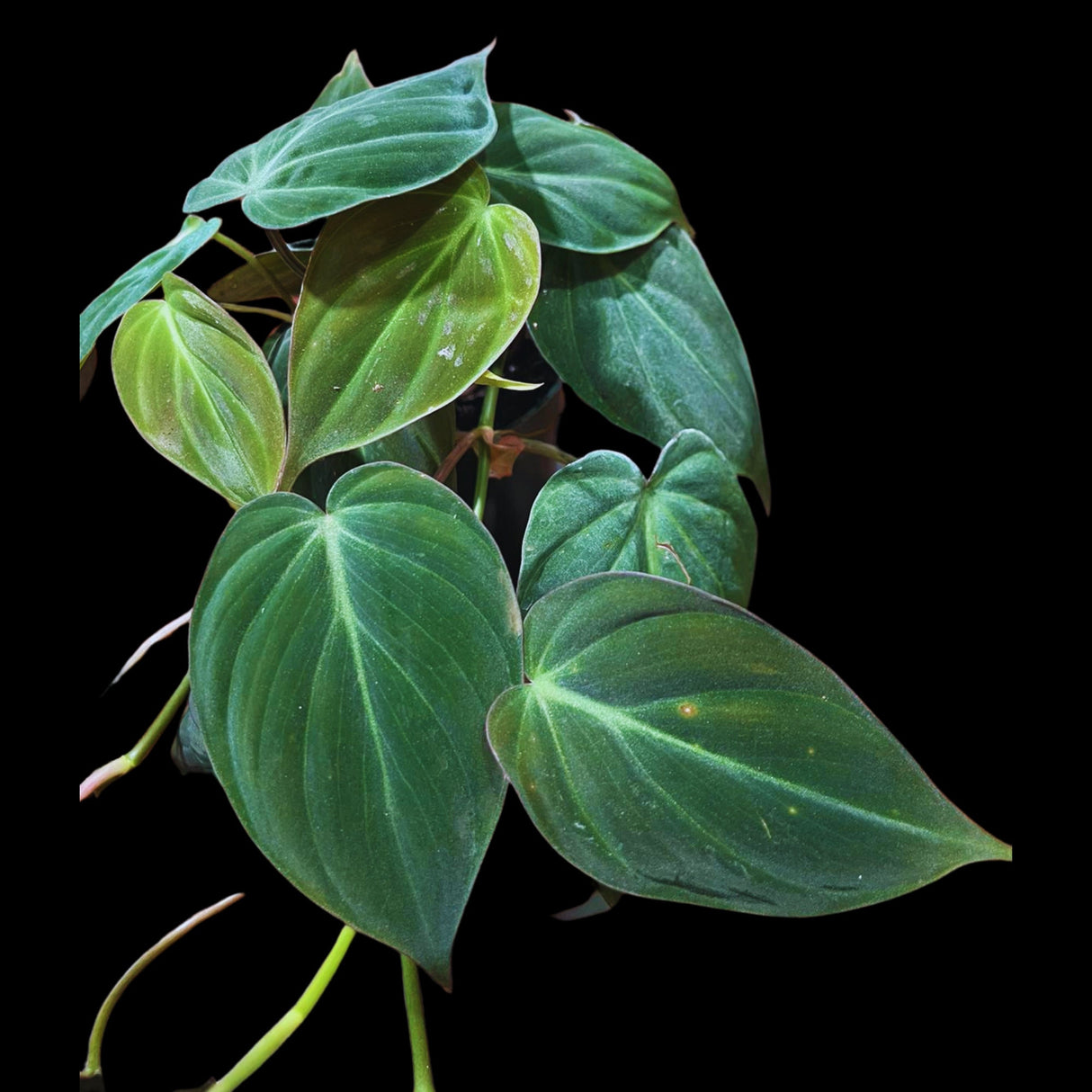 Philodendron Micans Velvet 4" Pot -Velvet Leaf-Heartleaf Philodendron-Rare Indoor Plant-Rare Hirt's - Easy Houseplant
