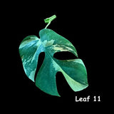 Rare Variegated Rhaphidophora Tetrasperma Cutting - Rare Collector Houseplant - US Seller