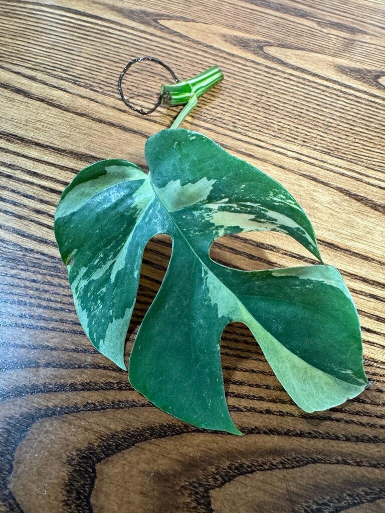 Rare Variegated Rhaphidophora Tetrasperma Cutting - Rare Collector Houseplant - US Seller