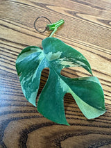 Rare Variegated Rhaphidophora Tetrasperma Cutting - Rare Collector Houseplant - US Seller