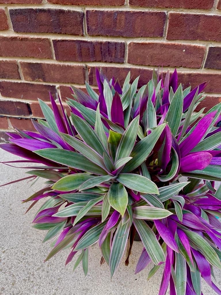 Rare Tradescantia - Rhoeo tricolor - purple variegated wandering Jew -  Mosses in the cradle - Beautiful Easy Care indoor plant