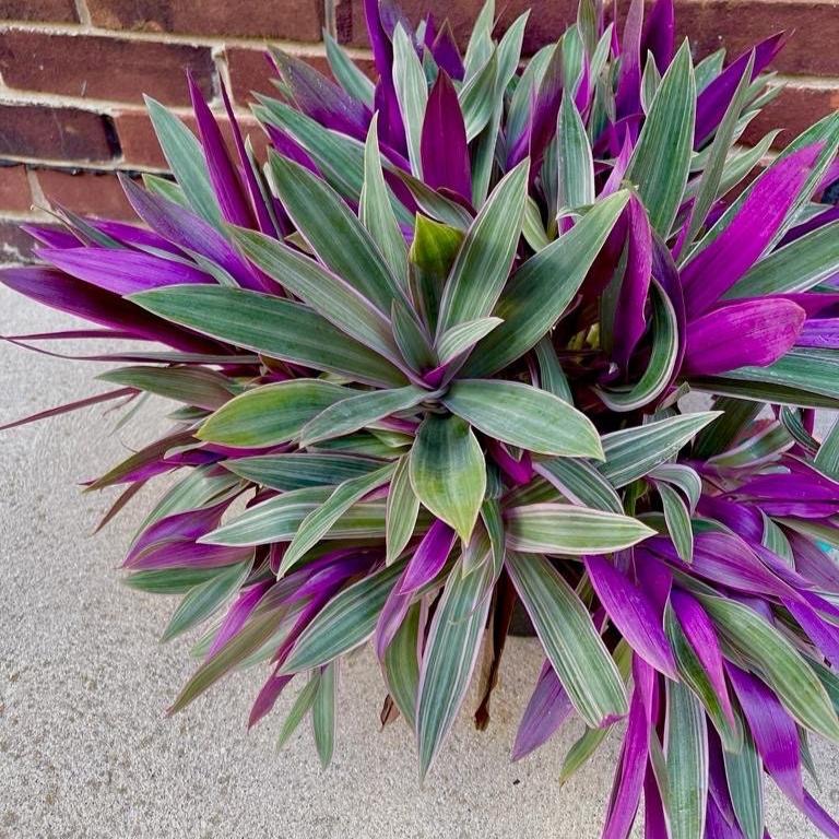 Rhoeo tricolor - Rare Tradescantia