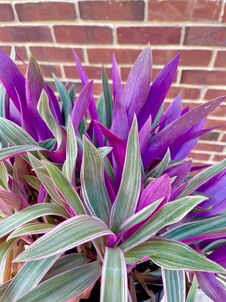 Rare Tradescantia - Rhoeo tricolor - purple variegated wandering Jew -  Mosses in the cradle - Beautiful Easy Care indoor plant