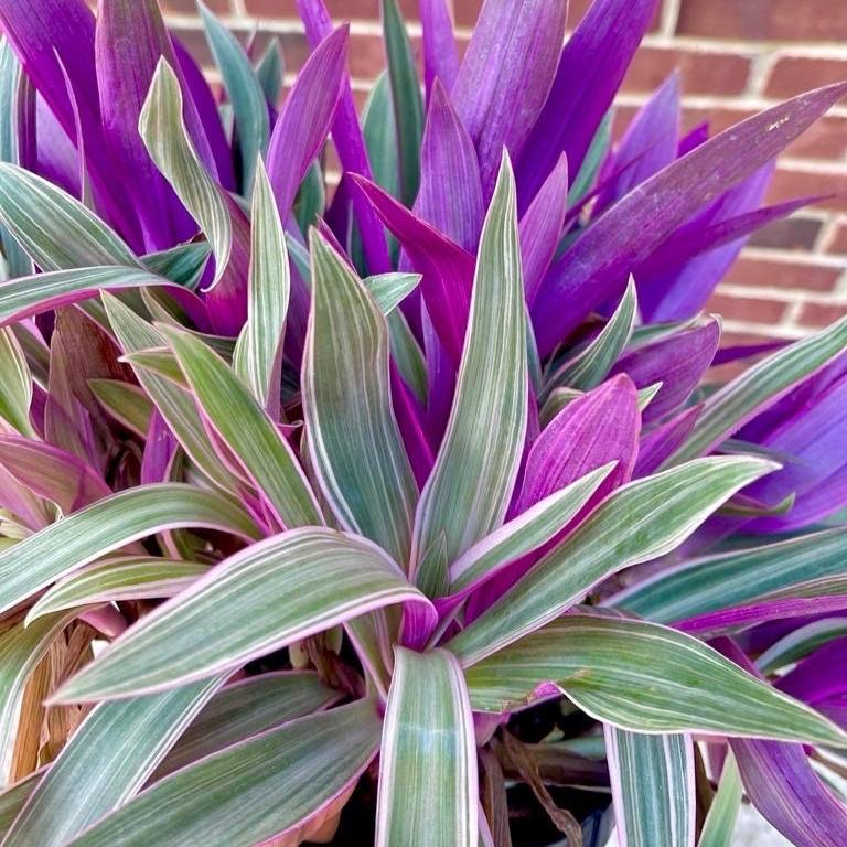 Rhoeo tricolor - Rare Tradescantia