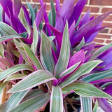 Rhoeo tricolor - Rare Tradescantia