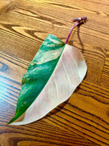 Variegated Philodendron Strawberry Shake Leaf | Rare Collector Plant Hastatum Heartleaf Philodendron  | Plant US SELLER