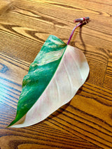Variegated Philodendron Strawberry Shake Leaf | Rare Collector Plant Hastatum Heartleaf Philodendron  | Plant US SELLER