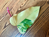 Variegated Philodendron Strawberry Shake Leaf | Rare Collector Plant Hastatum Heartleaf Philodendron  | Plant US SELLER
