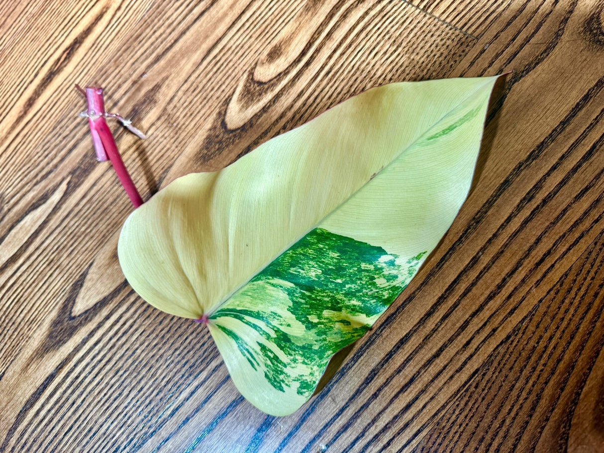 Variegated Philodendron Strawberry Shake Leaf | Rare Collector Plant Hastatum Heartleaf Philodendron  | Plant US SELLER