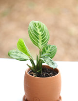 Live Lemon Prayer Plant in a 3” pot - Prayer Plant - Maranta Leuconeura - Lemon Lime houseplant - Maranta Lemon Lime - Live Indoor plant