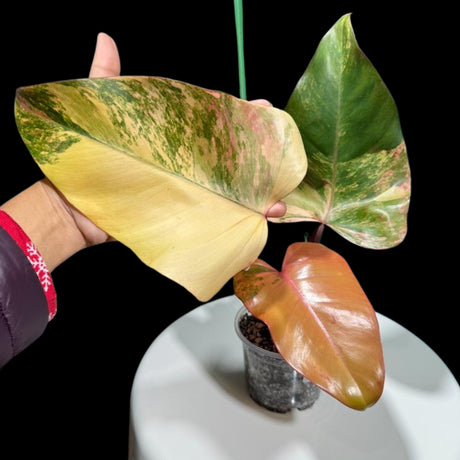 Variegated Philodendron Strawberry Shake in a Nursery Pot -Strawberry Shake Starter Plant-SAME Plant Cutting as images-US Seller