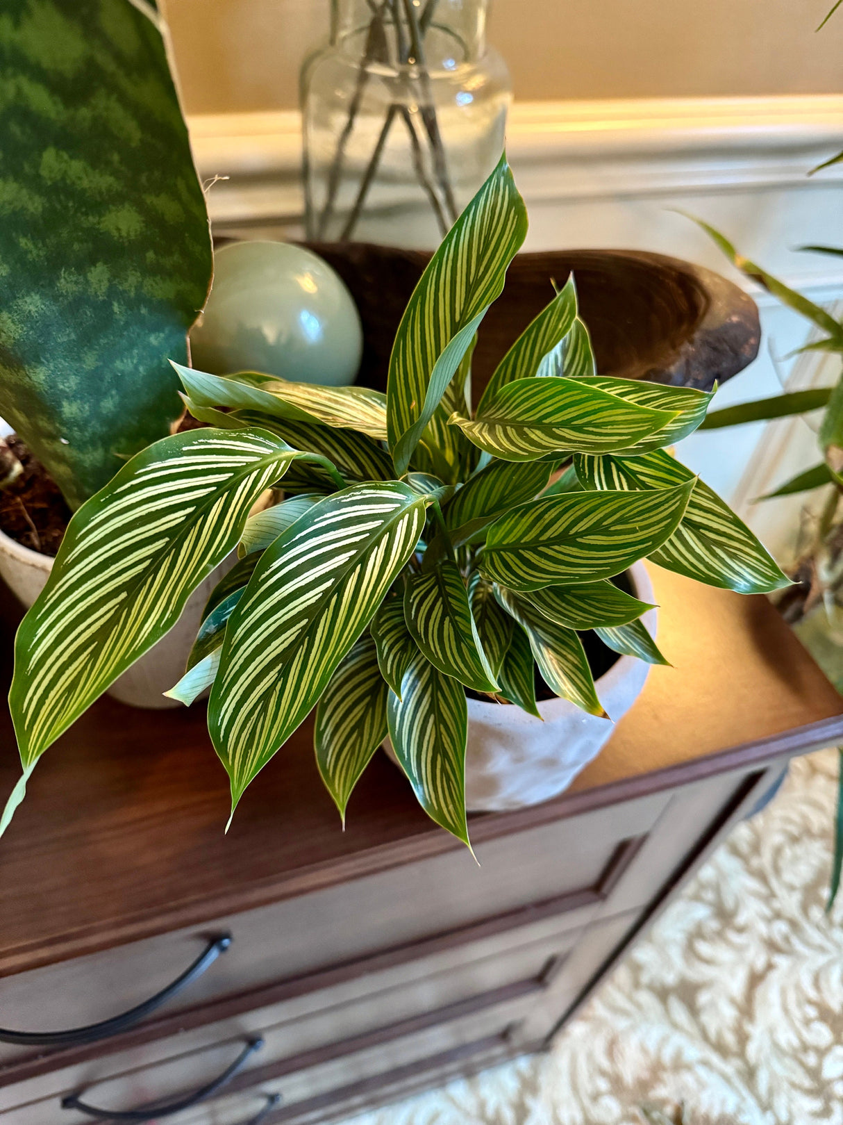 Calathea Vittata in 3” Nursery pot | White Striped Calathea | Striped Leaf Calathea | Brushstroke Calathea- US Seller