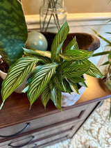 Calathea Vittata in 3” Nursery pot | White Striped Calathea | Striped Leaf Calathea | Brushstroke Calathea- US Seller
