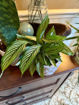 Calathea Vittata in 3” Nursery pot