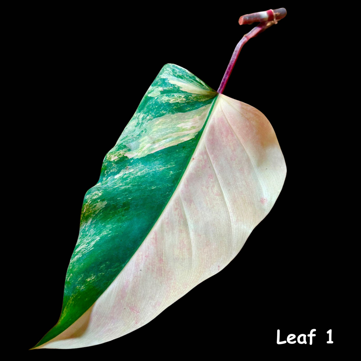 Variegated Philodendron Strawberry Shake Leaf | Rare Collector Plant Hastatum Heartleaf Philodendron  | Plant US SELLER