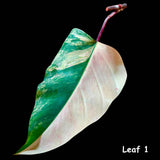 Variegated Philodendron Strawberry Shake Leaf | Rare Collector Plant Hastatum Heartleaf Philodendron  | Plant US SELLER