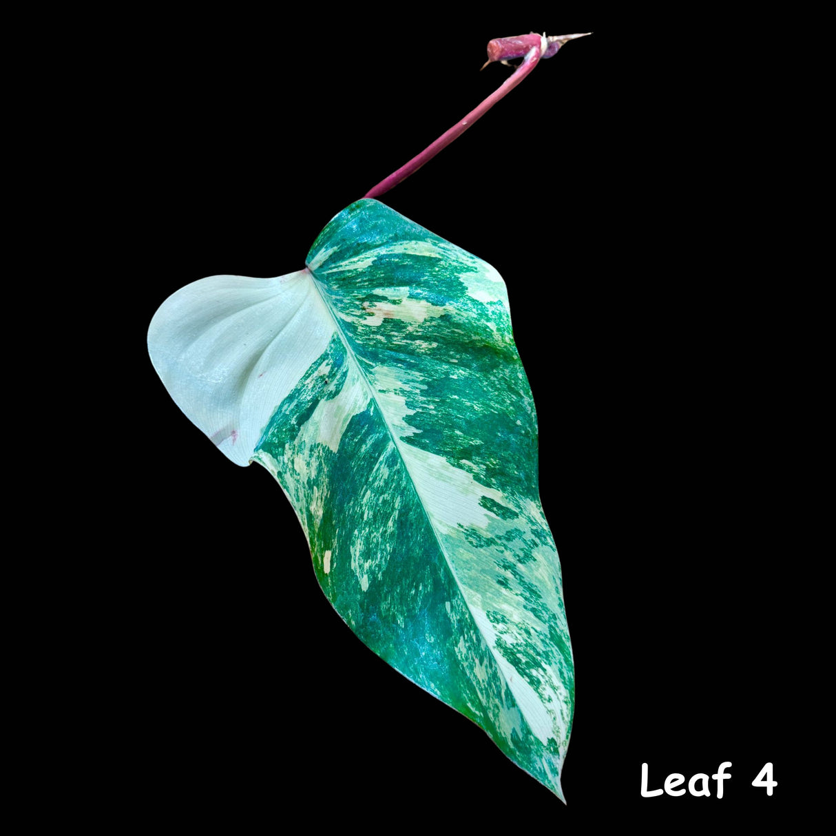 Variegated Philodendron Strawberry Shake Leaf | Rare Collector Plant Hastatum Heartleaf Philodendron  | Plant US SELLER