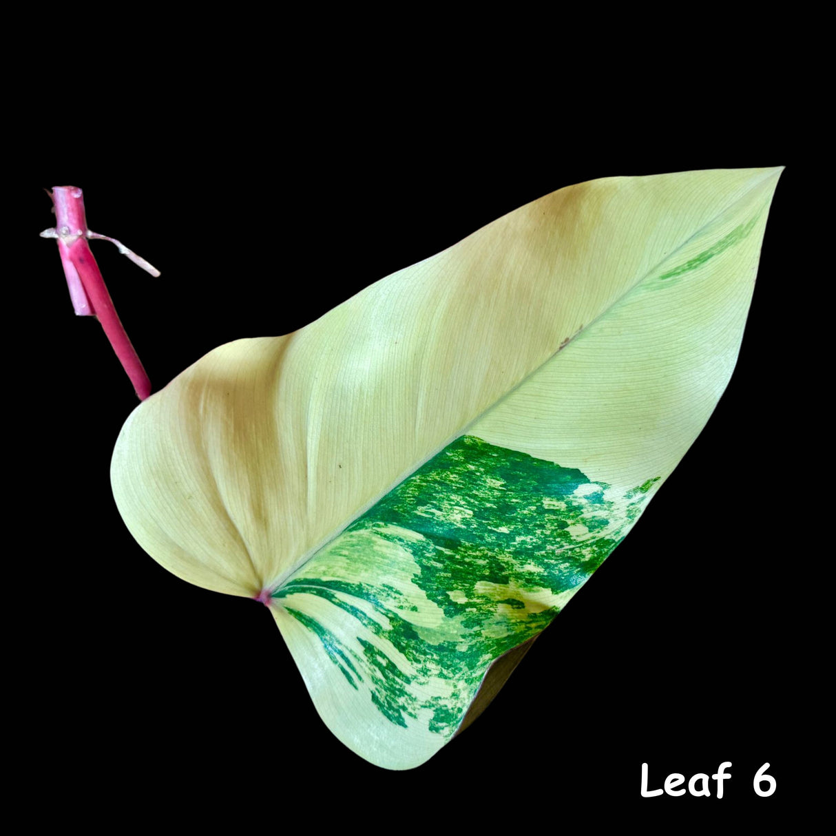 Variegated Philodendron Strawberry Shake Leaf | Rare Collector Plant Hastatum Heartleaf Philodendron  | Plant US SELLER