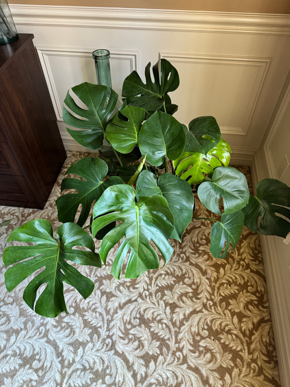 Monstera Deliciousa in a 2 gallon pot. Huge 3 feet wide mature plant. Low light large plant for indoors.