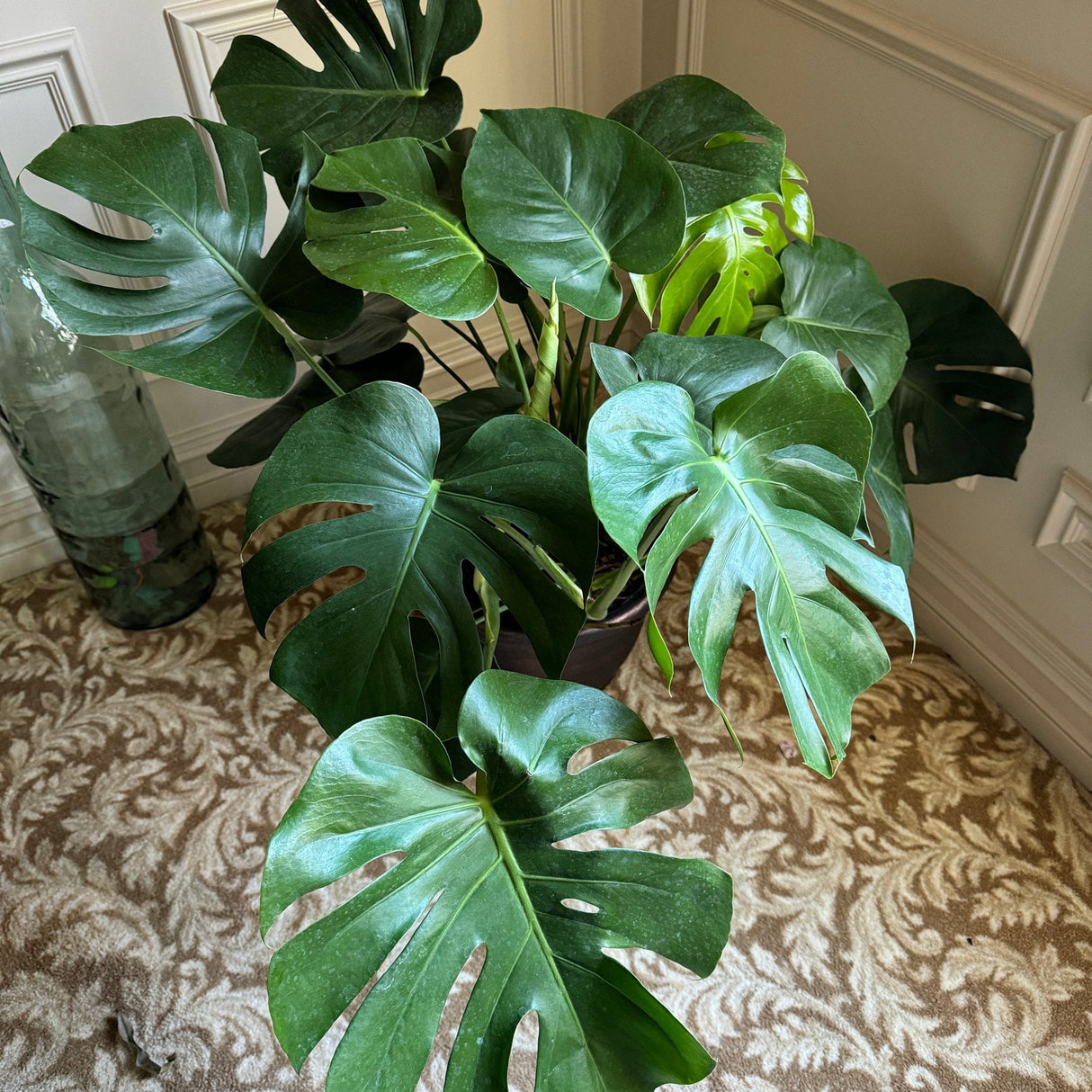 Monstera Deliciousa 3 Feet Tall in a 2 Gallon pot