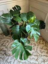 Monstera Deliciousa in a 2 gallon pot. Huge 3 feet wide mature plant. Low light large plant for indoors.