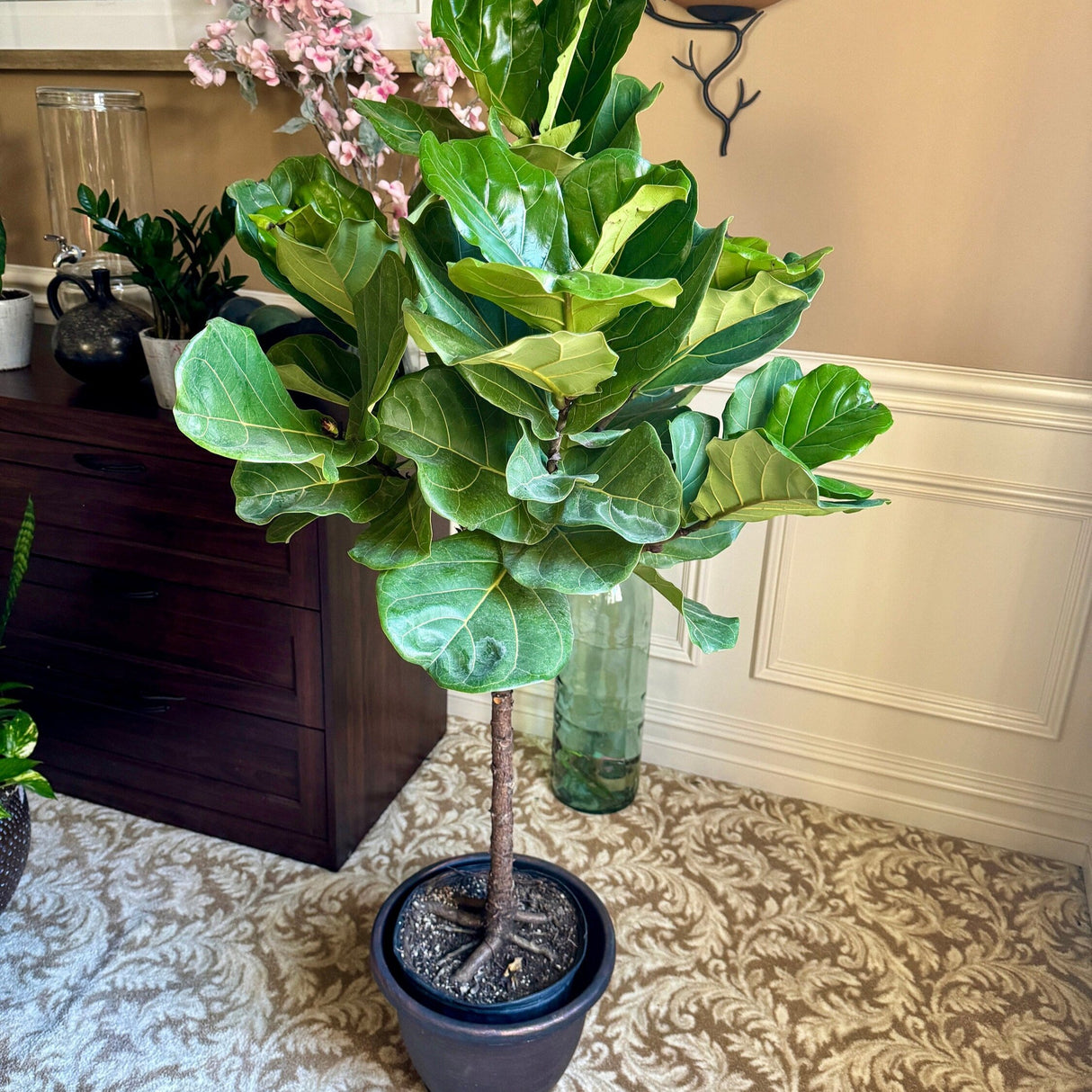 Fiddle Leaf Fig Tree 4.5 Feet Tall in 2 Gallon Pot