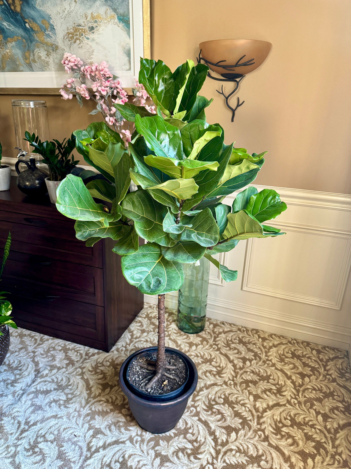 Fiddle Leaf Fig Tree 4.5 Feet Tall in 2 Gallon Pot - Tall indoor house plant - Low light indoor tall tree