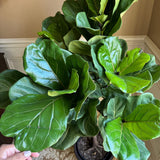 Fiddle Leaf Fig Tree 4.5 Feet Tall in 2 Gallon Pot