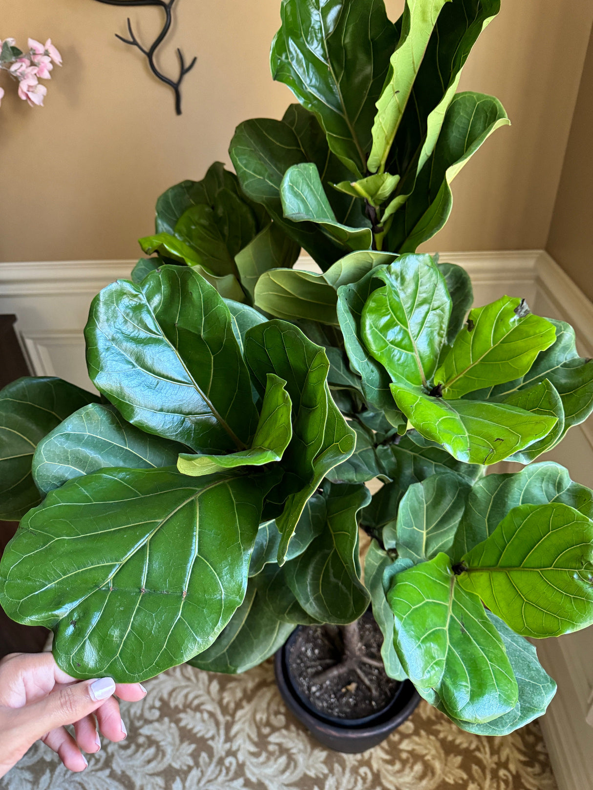 Fiddle Leaf Fig Tree 4.5 Feet Tall in 2 Gallon Pot - Tall indoor house plant - Low light indoor tall tree