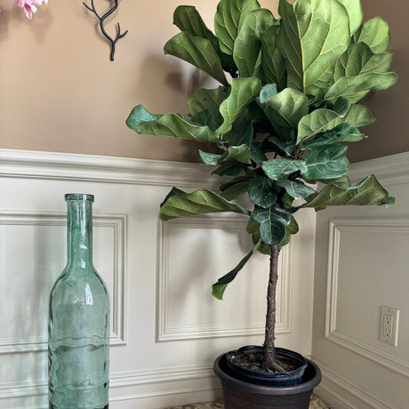 Fiddle Leaf Fig Tree 4.5 Feet Tall in 2 Gallon Pot