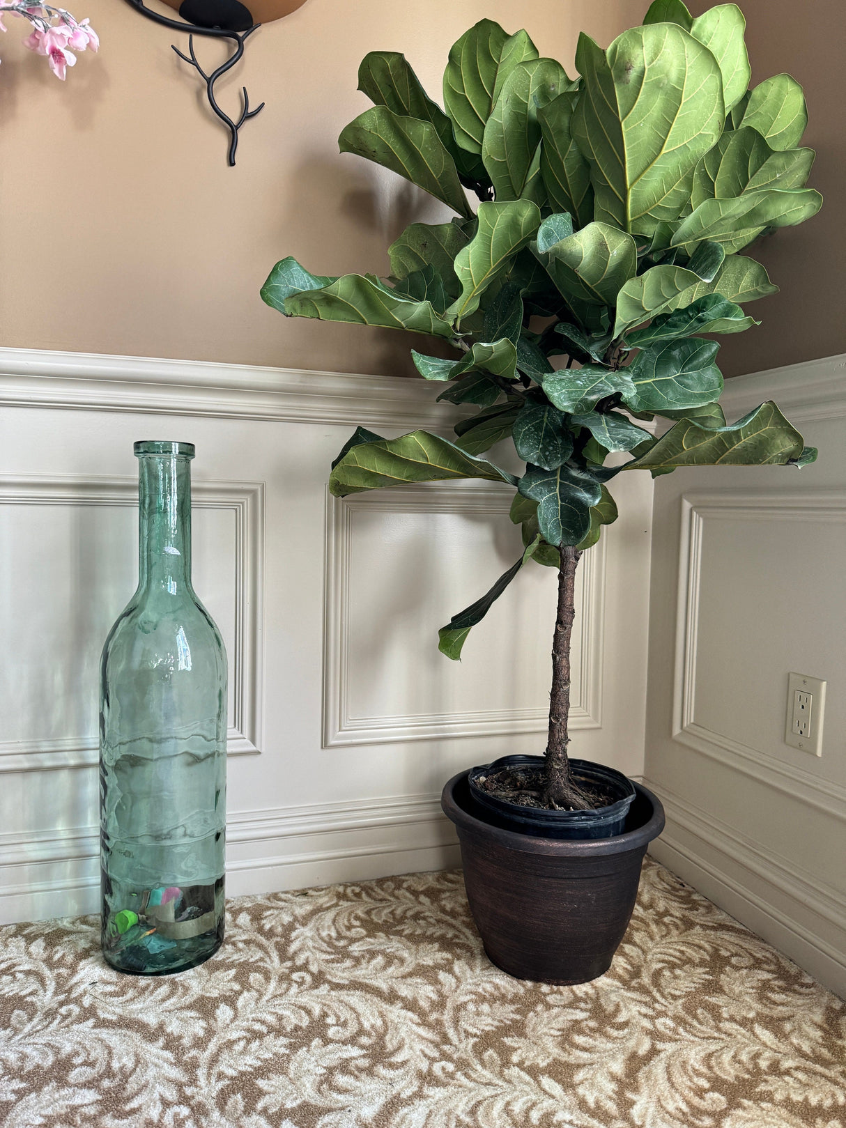 Fiddle Leaf Fig Tree 4.5 Feet Tall in 2 Gallon Pot - Tall indoor house plant - Low light indoor tall tree