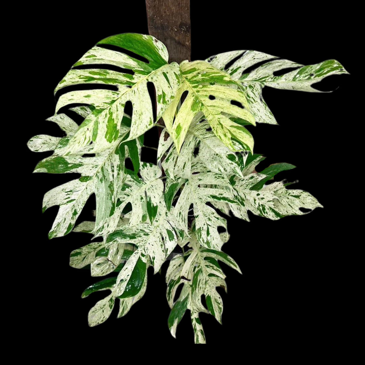 Epipremnum Pinnatum Marble Variegated