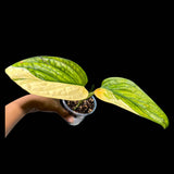 Monstera peru variegated | Live rare houseplants | Peru Plant | Air Purifying Plants | Variegated Monstera Peru | Monstera Peru in a 4" pot