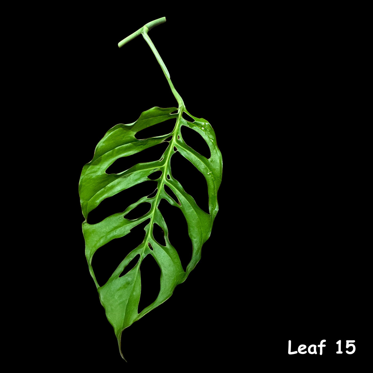 Monstera Obliqua Peru Cuttings | Live rare houseplants | Window-Leaf Monstera | EXACT same Cutting - US Seller