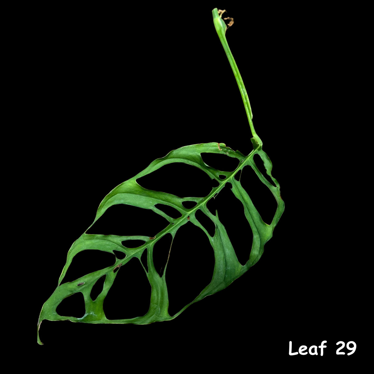 Monstera Obliqua Peru Cuttings | Live rare houseplants | Window-Leaf Monstera | EXACT same Cutting - US Seller