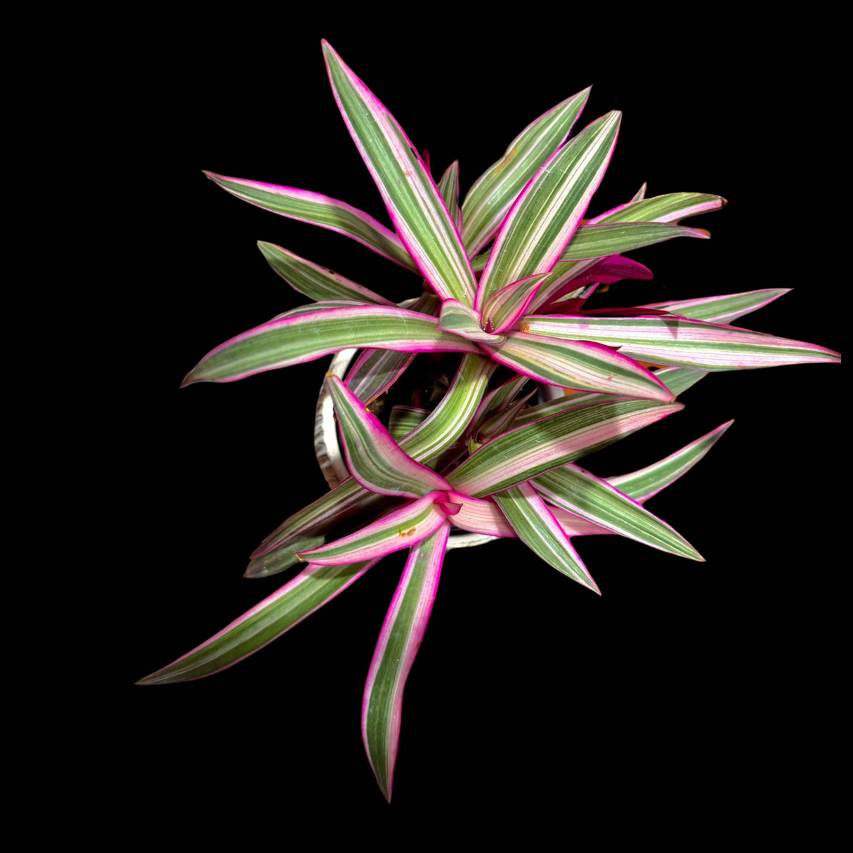 Rare Tradescantia