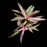 Rare Tradescantia