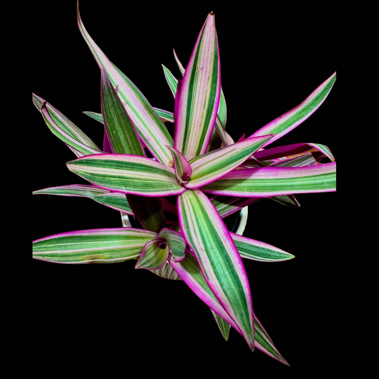 Rare Tradescantia