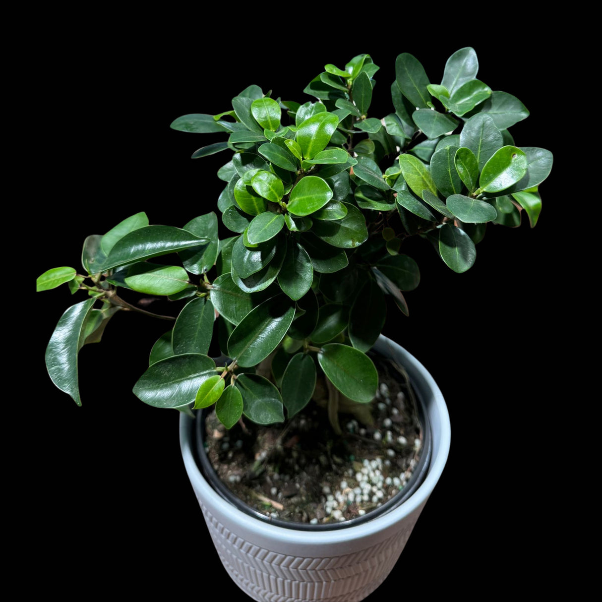 Ficus Ginseng Bonsai Indoor Plant - Houseplant Gift Plant - Office Plant - Low light Low Maintenance plant Large - Bonsai Ficus Tree v2
