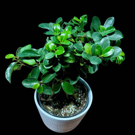 Ficus Microcarpa Ginseng in 5" Pot-Bonsai Plant-Funny New Doctor Gift-Plant Lover Gift-Plant Mom Dad Gift-Office Gift