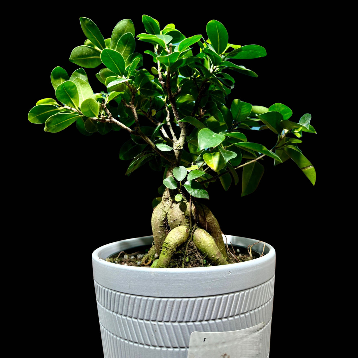 Ficus Microcarpa Ginseng in 5" Pot-Bonsai Plant