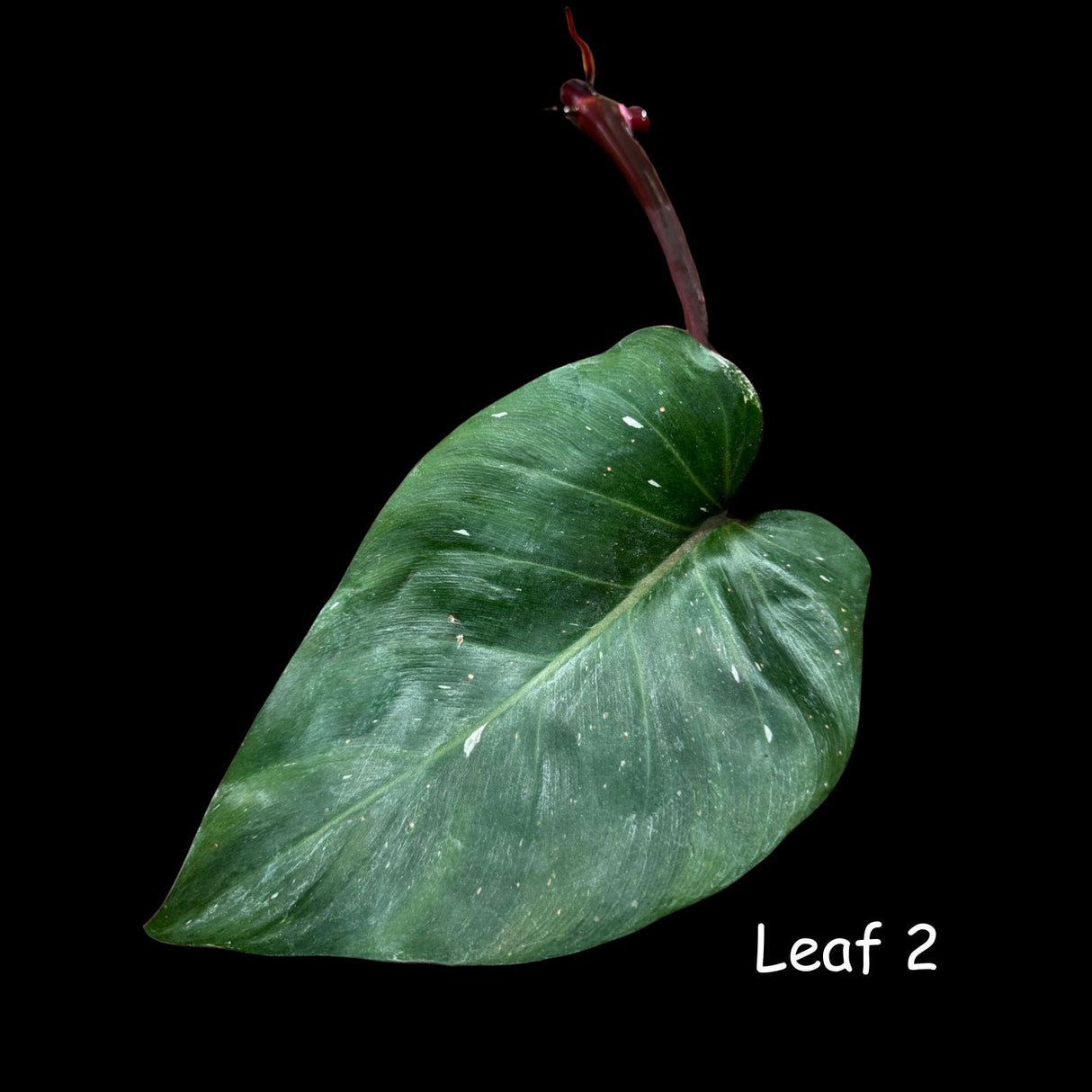 Very Rare Philodendron 'Red Anderson' Cutting - Rare Houseplant Cutting - Single Unrooted Cutting - Exact Same Plant - US seller