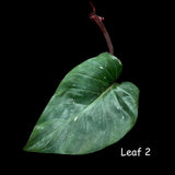 Very Rare Philodendron 'Red Anderson' Cutting - Rare Houseplant Cutting - Single Unrooted Cutting - Exact Same Plant - US seller