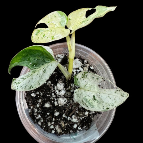 Variegated Epipremnum Pinnatum Marble in a 2 inch Nursery Pot