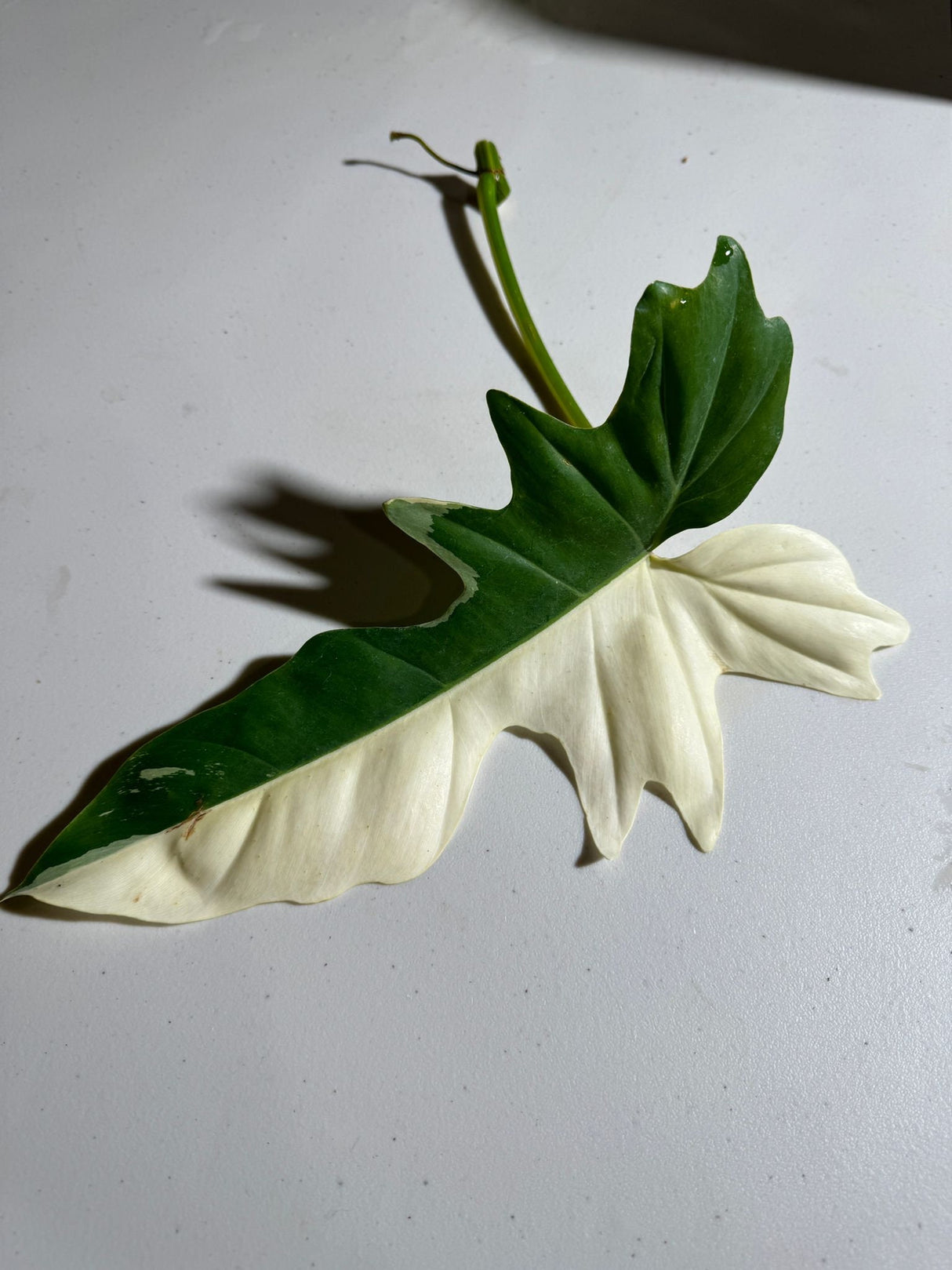 Philodendron Golden Dragon Variegated Cutting - Collector Rare Indoor Plants - EXACT SAME plant - USA Seller