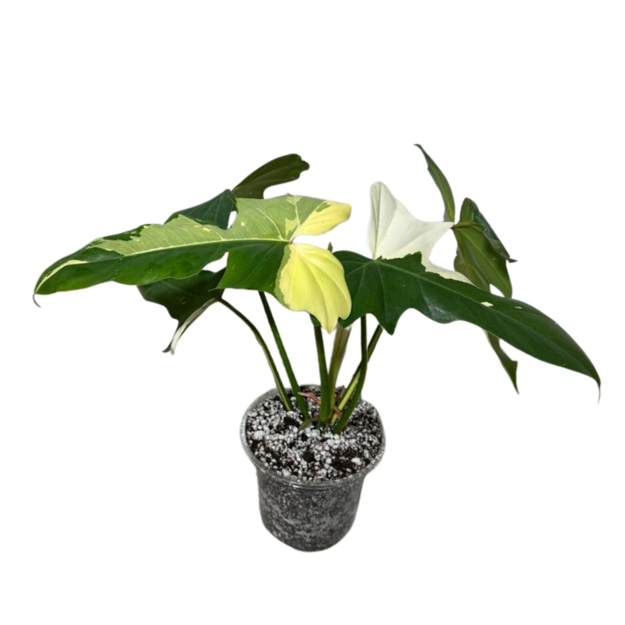 Variegated Philodendron Golden Dragon Established Plant- Collector Rare Indoor Plants - Potted Plant - EXACT SAME plant - USA Seller